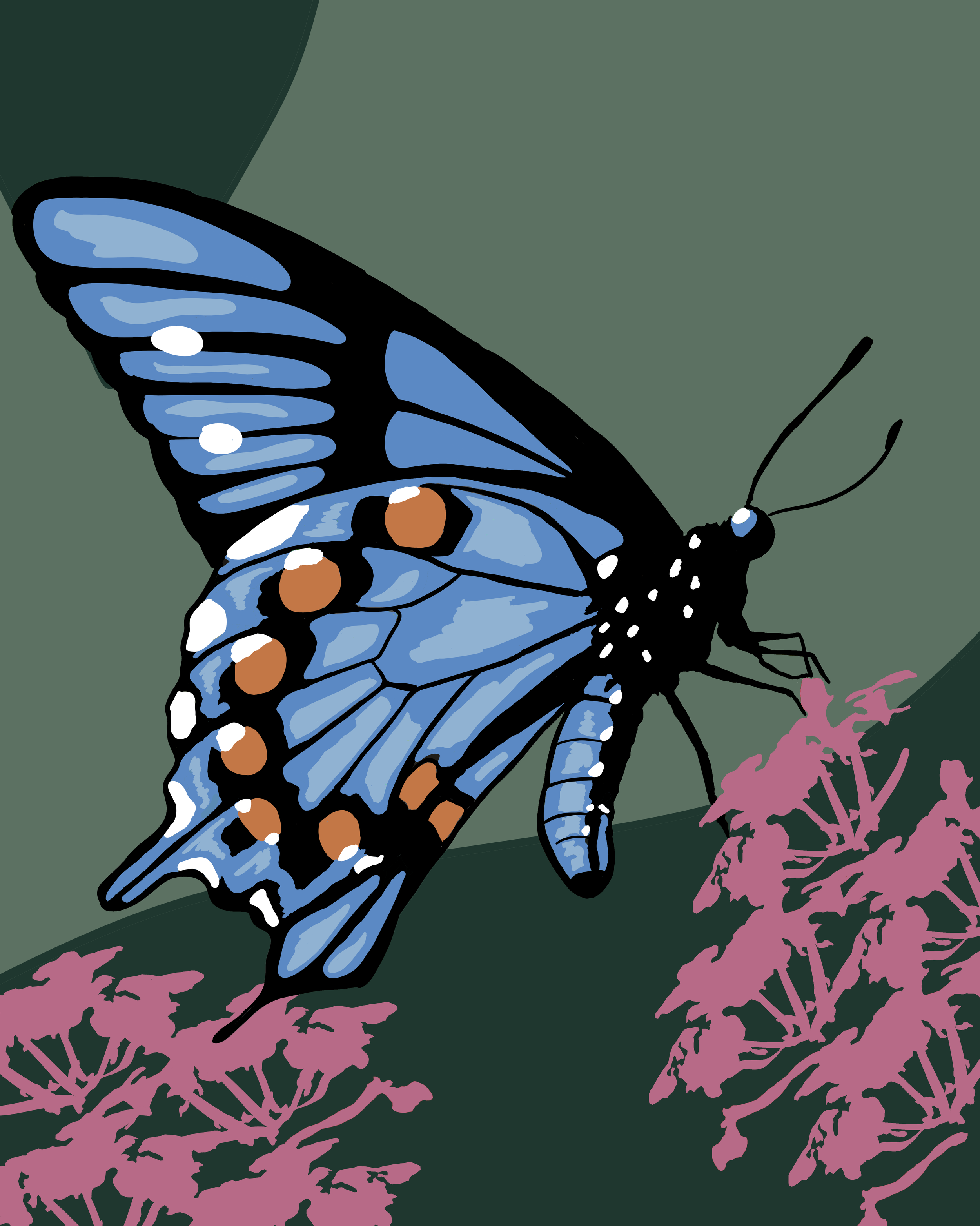 Butterfly