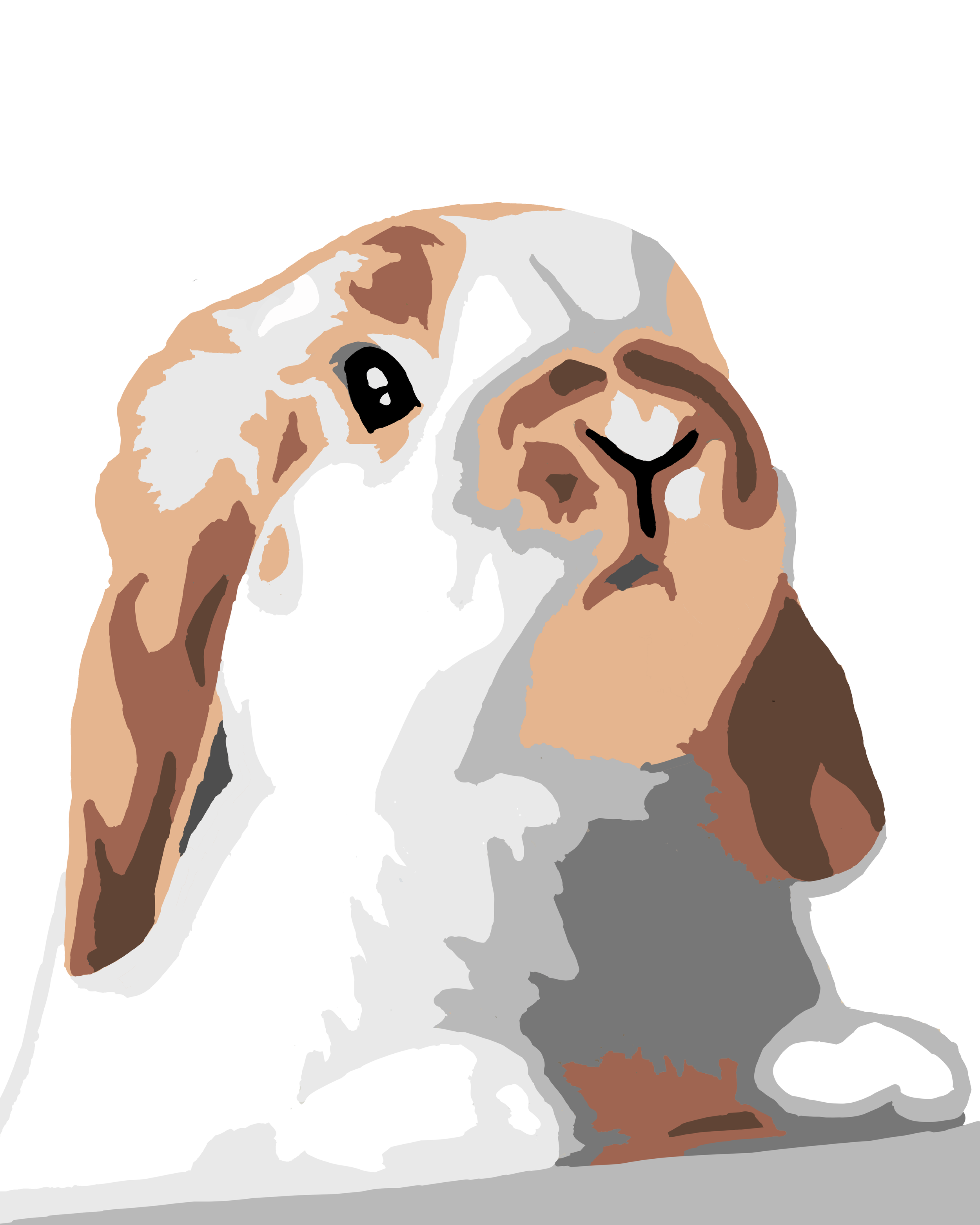 Holland Lop Bunny