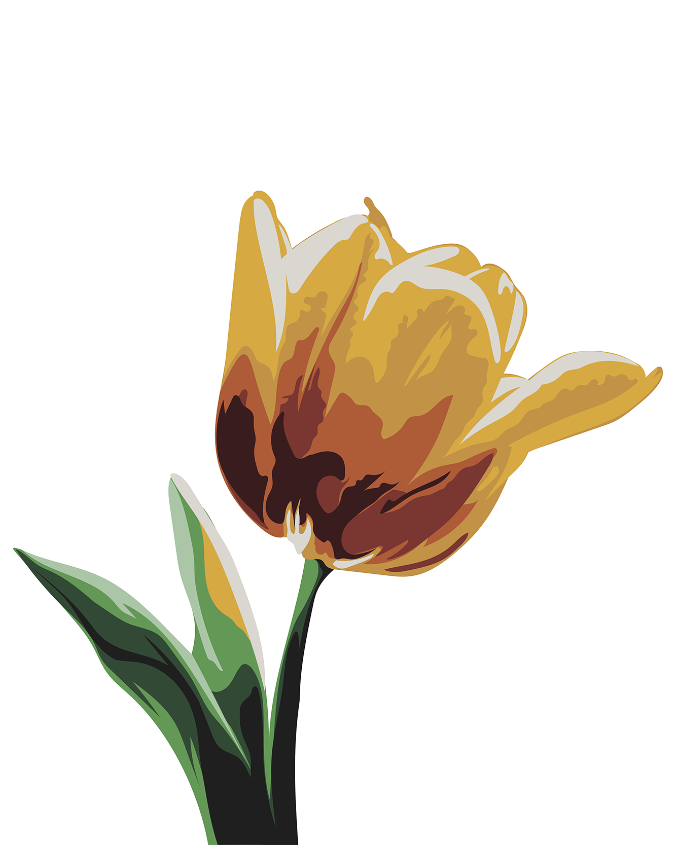Tulip
