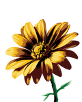 Yellow Daisy